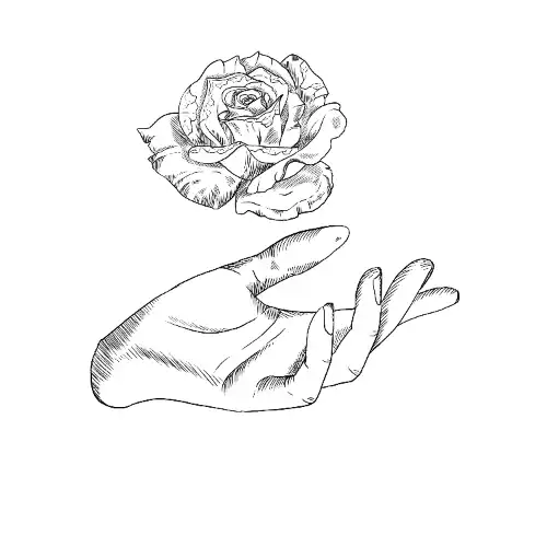 rose illustration