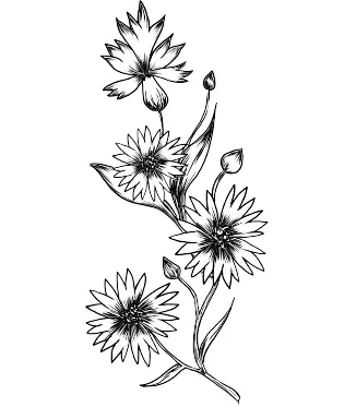 flower illustration