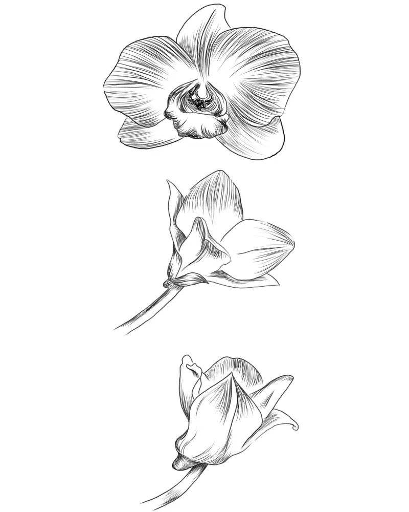 orchid illustration