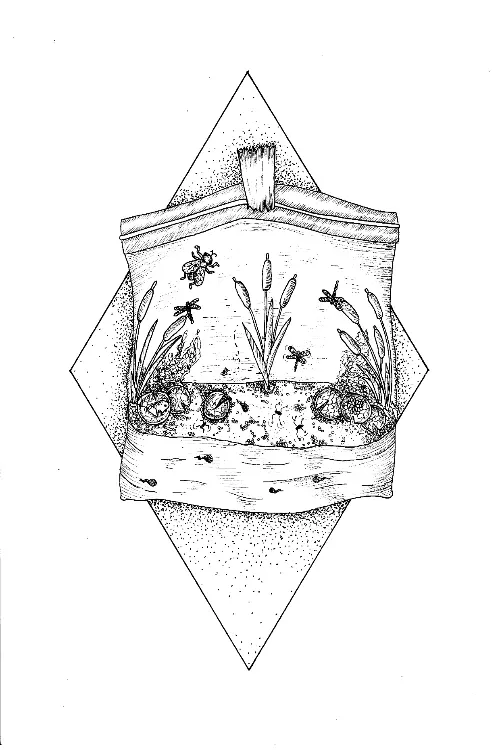 pond illustration