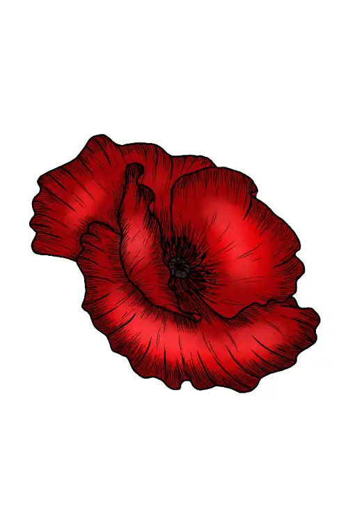 poppy illustration