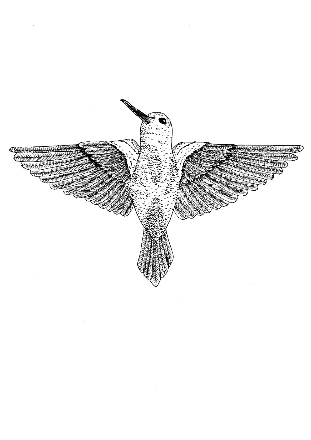 hummingbird illustration